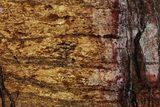 Polished Golden Amphibolite Slab - Western Australia #221699-1